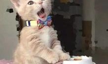 网红猫吃贝贝瓜,贝贝瓜成新宠